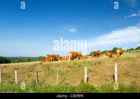 Typisch Französisch braun Limousin Kühe in Frankreich Stockfoto