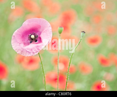 Schuss von zart rosa Mohn Blume in rot Mohnfeld hautnah. Stockfoto