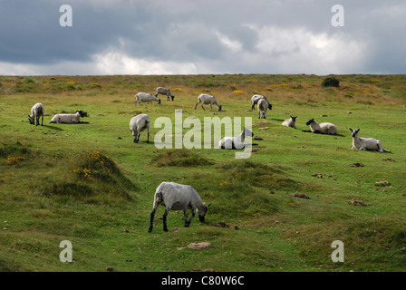 Dartmoor Schafe entlang B3212 in Richtung Postbridge, Devon UK Stockfoto