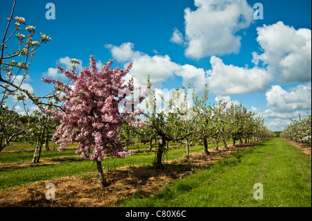 Blüten rosa Holzapfel zeichnet sich in einer Reihe von Bäumen essen Apfel in einem englischen Obstgarten im Frühjahr. Stockfoto