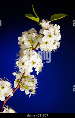 Ein Stamm der weißen wilde Pflaume blüht vor einem blauen Hintergrund isoliert Stockfoto