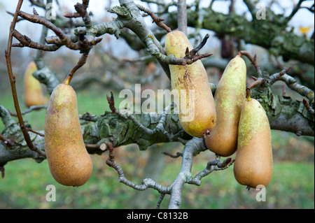 Birnen hängt an einem Baum in einem Obstgarten im Spätherbst Stockfoto