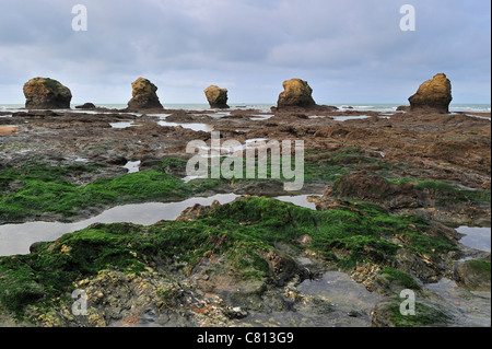 Erodierter Felsnadeln an der Plage des Cinq Pineaux bei Ebbe, Saint-Hilaire-de-Riez, La Vendée, Pays De La Loire, Frankreich Stockfoto