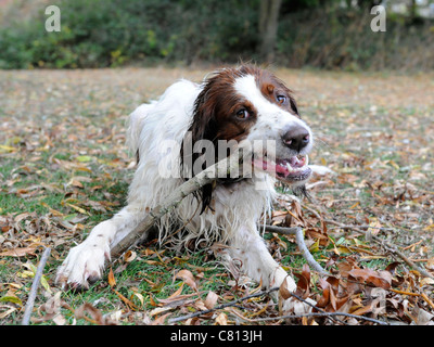 Einen roten und weißen Setter Hund kauen auf einem Holzstab Stockfoto