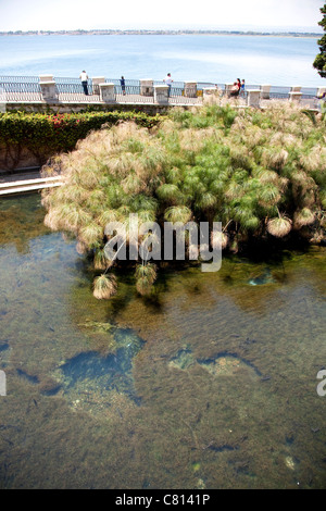 Fonte Aretusa, frisches Quellwasser mit Papyrus in die Stadt Siracusa, Sizilien, Sicilia, Italien Stockfoto