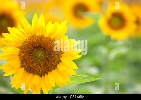 Sonnenblume Stockfoto