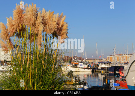 Pampas Gras neben der Sovereign Harbour Norden Moorings in Eastbourne England UK GB wächst Stockfoto