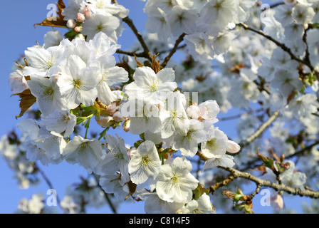 Weißen Kirschblüten vor einem strahlend blauen Himmel. Stockfoto
