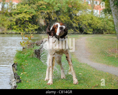 Einen roten und weißen Setter Hund schüttelt sich Stockfoto