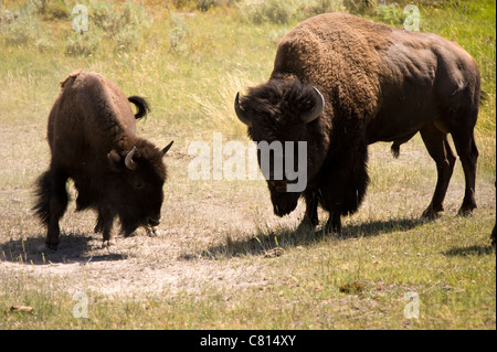 Zwei Bisons sind bereit für den Kampf im Tower Roosevelt im Yellowstone National Park in Wyoming USA Stockfoto