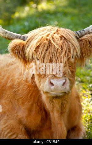 Highland Cow - Kyloe Breed (Bos Taurus), auf der Farm in der Nähe von Franklin, Tennessee, USA Stockfoto