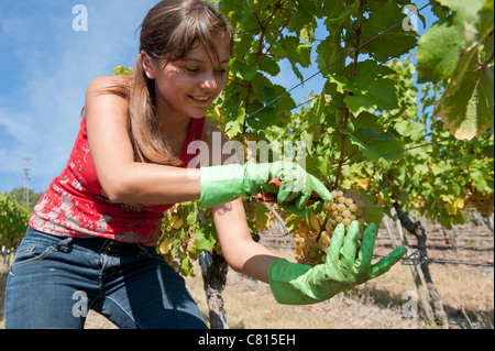 Junge Frau, die Kommissionierung Riesling-Trauben im Weinberg Moseltal in Deutschland Stockfoto