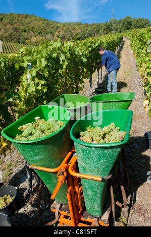 Ernte Riesling-Trauben im Moseltal in Deutschland Stockfoto