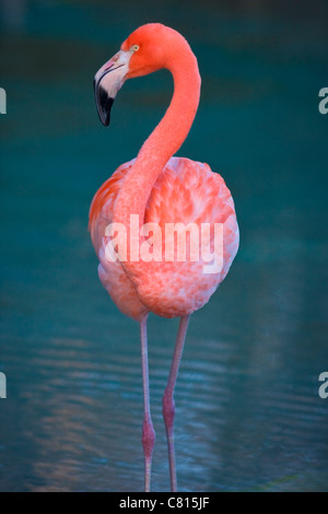 Rosa Flamingo Stockfoto
