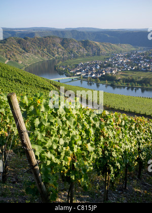 Blick auf das Dorf Piesport aus Weinbergen im Moseltal in Deutschland Stockfoto