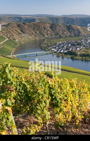 Blick auf das Dorf Piesport vom Weinberg im Moseltal in Deutschland Stockfoto