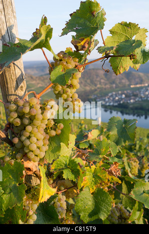 Ansicht von Piesport Dorf und Riesling Trauben aus Vineyardsin Moseltal in Deutschland Stockfoto