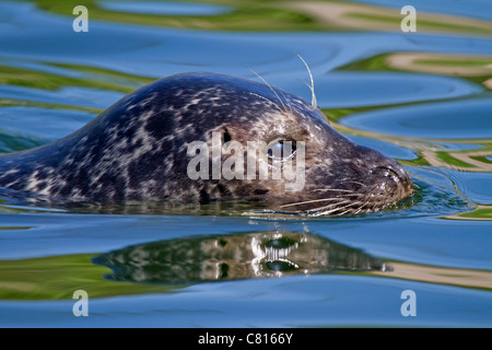 Porträt der Seehunde (Phoca Vitulina) Stockfoto