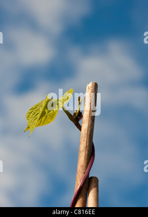 Phaseolus Vulgaris "Blauhilde", organisch gewachsen Klettern Französisch Bohne wächst zum Seitenanfang Bambusrohr Stockfoto