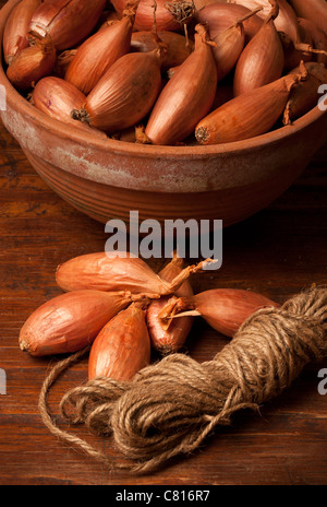 Bio Longor Schalotten in Terrakotta Schale Garten Garn im Vordergrund Stockfoto