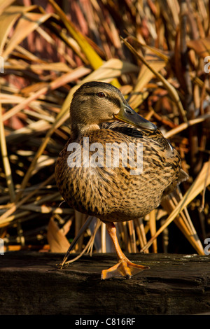 Weibliche Stockente, balancieren auf einem Bein auf der Seite einen Gartenteich Stockfoto