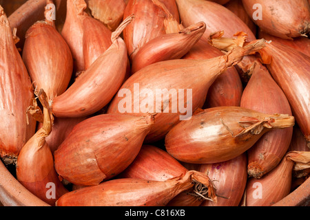 Bio Longor und Pesandor Schalotten in Terrakotta-Schale Stockfoto