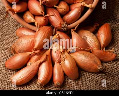 Bio Longor und Pesandor Schalotten in Terrakotta-Schale Stockfoto