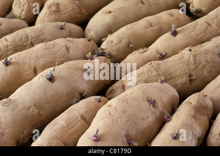 Rosa Tannenapfel - Solanum tuberosum - Salatkartoffeln - im März gekocht und bereit zum Anpflanzen Stockfoto