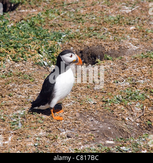 Papageitaucher auf Inner Farne, Farne Islands Küste von Northumberland, England. Stockfoto