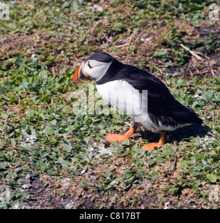 Papageitaucher auf Inner Farne, Farne Islands Küste von Northumberland, England. Stockfoto