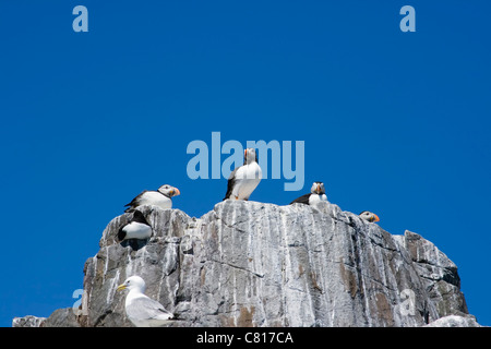 Papageitaucher auf Inner Farne, Farne Islands Küste von Northumberland, England. Stockfoto