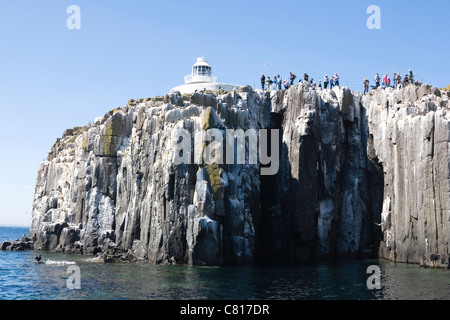 Inner Farne Leuchtturm und Touristen fotografieren die Seevogel-Kolonie. Farne Islands, Northumberland Küste, England. Stockfoto