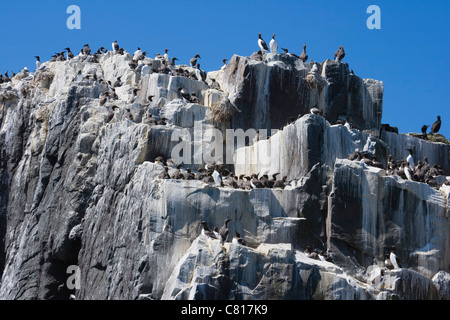 Kolonie von gemeinsamen Trottellummen oder gemeinsame wärmeren auf den Farne Islands Küste von Northumberland, England. Stockfoto