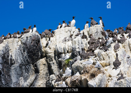 Kolonie von gemeinsamen Trottellummen oder gemeinsame wärmeren auf den Farne Islands Küste von Northumberland, England. Stockfoto