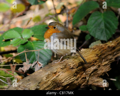 Eine kleine juvenile red Robin auf einem Ast Stockfoto