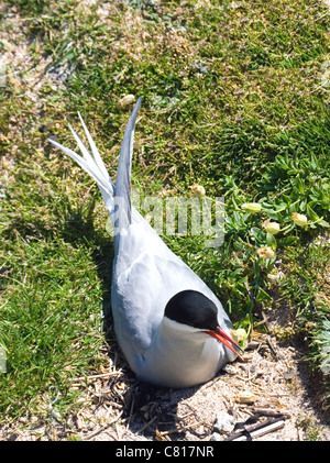 Küstenseeschwalbe auf Inner Farne, Farne Islands Küste von Northumberland, England. Stockfoto