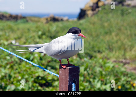 Küstenseeschwalbe auf Inner Farne, Farne Islands Küste von Northumberland, England. Stockfoto