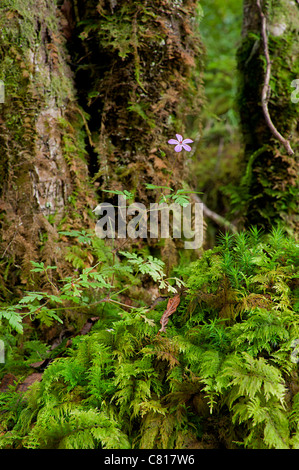 Robert Kraut Geranium Robertianum in walisischen Wäldern mit Moos Stockfoto