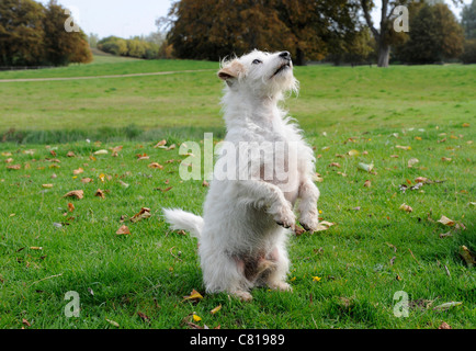 Eine kleine weiße alten Hund stehen auf zwei Beinen Stockfoto