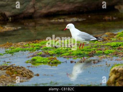 Rot-billed Gull Stockfoto