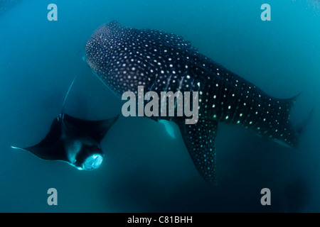 Walhai auf den Malediven, Mantarochen, Hanifaru, Flachwasser, Schnorchel, Fütterung, Ozean, Meer, Unterwasser, Ozean, Meer, Tauchen, Stockfoto