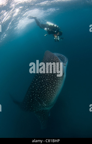 Walhai in Malediven, Taucher, Fotograf, Kamera, Flachwasser, Schnorcheln, Tauchen, Ozean, Fütterung, Plankton, Ozean, fotosub Stockfoto