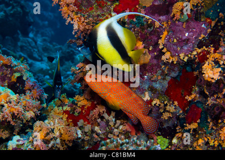 Malediven, Unterwasser Meerestiere und Fisch, Zackenbarsch, tropischen Riff, Korallenriff, tief, Scuba, Tauchen, Meer, Meer, Stockfoto