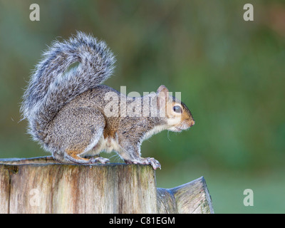 Graue Eichhörnchen auf Baumstumpf mit Heck angehoben Stockfoto