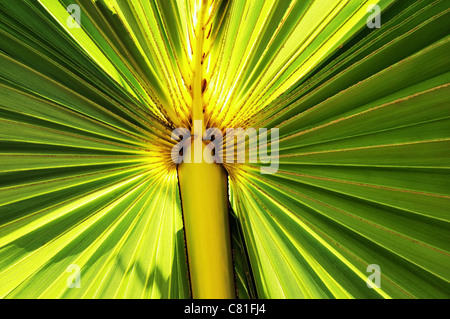 Nahaufnahme von einem beleuchteten Baum Palmblatt Stockfoto