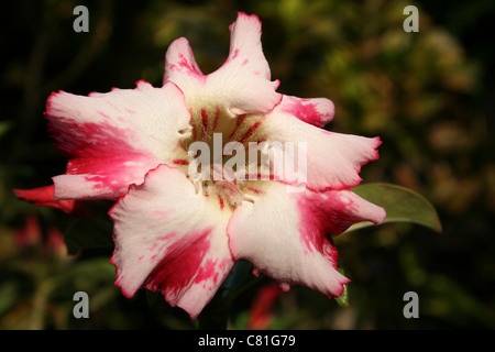 Impala Lily Adenium sp. Stockfoto