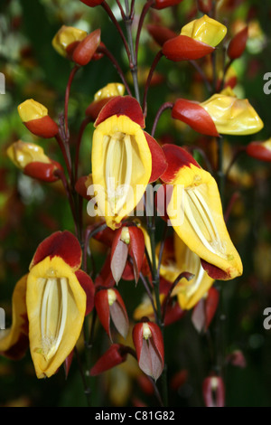 Indische Uhr Rebe Thunbergia mysorensis Stockfoto