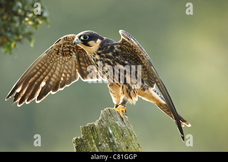 Eine Hintergrundbeleuchtung gefangen Hobby Falco Subbuteo mit ausgestreckten Flügeln Stockfoto