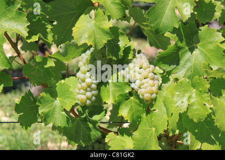 Trauben auf Reben im Weinberg vor der Ernte Stockfoto