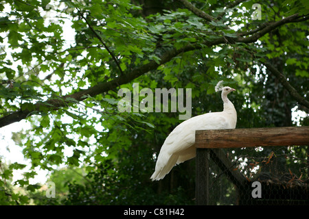 Pavo cristatus - weißer Pfau / Pfau auf einem Rahmen sitzend, grün belaubter Hintergrund. Stockfoto